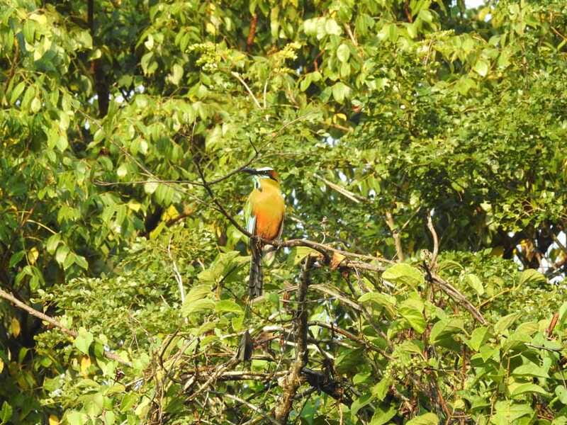 Playa del Carmen: Guided Birdwatching Hike - Why Choose This Birdwatching Hike Near Playa del Carmen