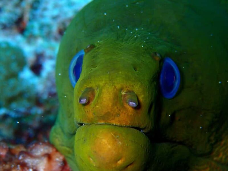 Playa del Carmen: Insane Bull Shark Dive Adventure nov-feb - Key Points