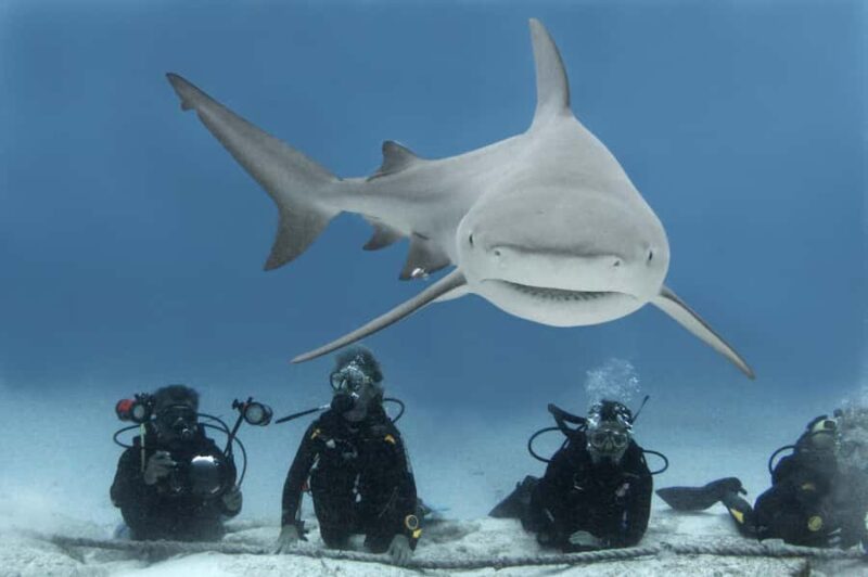 Playa del Carmen: Insane Bull Shark Dive Adventure nov-feb - What Makes This Tour Unique in Playa del Carmen