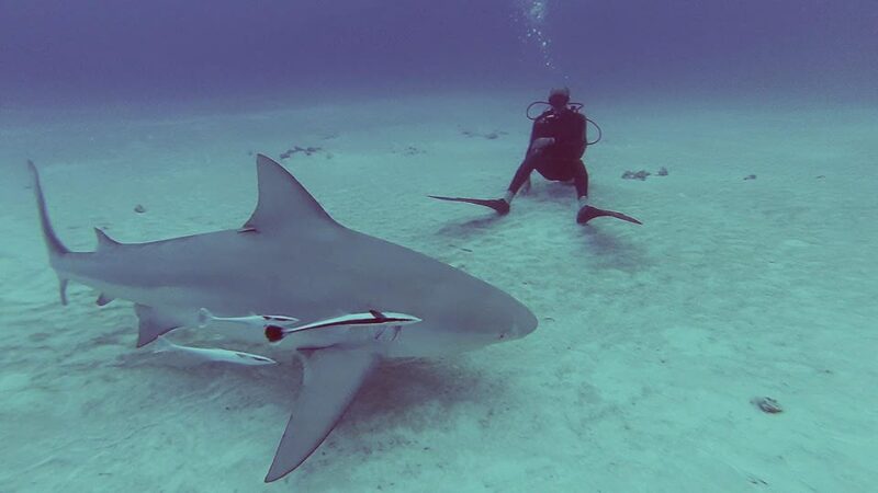 Playa del Carmen: Insane Bull Shark Dive Adventure nov-feb - Logistics and Practical Tips for Participants