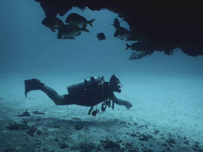 Playa del Carmen: Insane Bull Shark Dive Adventure nov-feb - How This Tour Compares to Similar Encounters