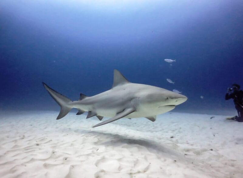 Playa del Carmen: Insane Bull Shark Dive Adventure nov-feb - Why This Tour Is a Must-Consider for Certified Divers
