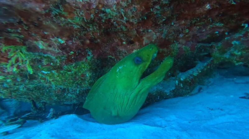 Playa del Carmen: Introductory Scuba Diving at Coral Reefs - Key Points