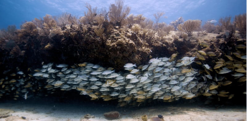 Playa del Carmen: Open Water Diver Course - The Essential Details of the Playa del Carmen Open Water Diver Course