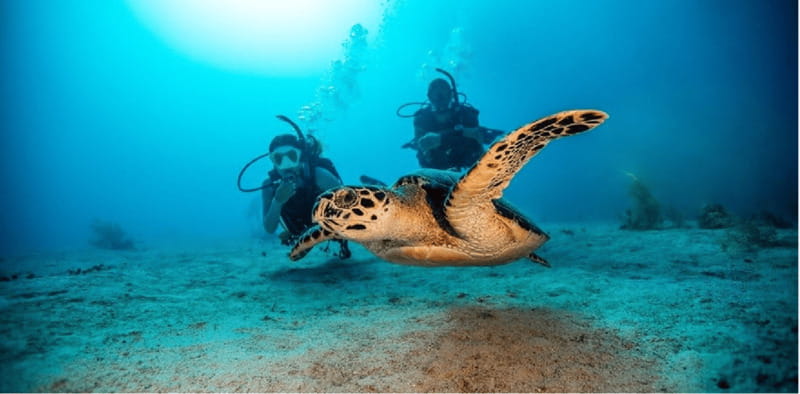 Playa del Carmen: Open Water Diver Course - What the Playa del Carmen Open Water Diver Course Offers