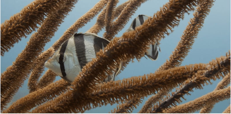 Playa del Carmen: Open Water Diver Course - Practical Details: Equipment, Fees, and Group Size