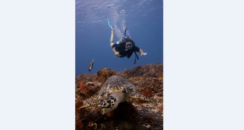 Playa del Carmen: Open Water Diver Course - The Experience Provider: DIVE MIKE