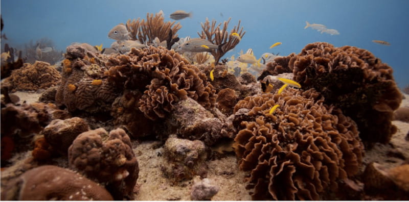 Playa del Carmen: Open Water Diver Course - Comparing with Other Tours in the Region