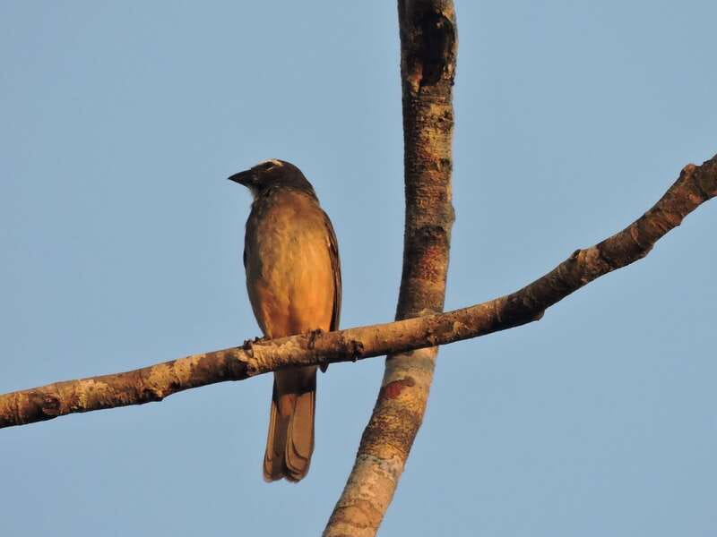 Playa del Carmen: Private Morning Birdwatching Tour - Birdwatching in the Heart of the Ruta de los Cenotes