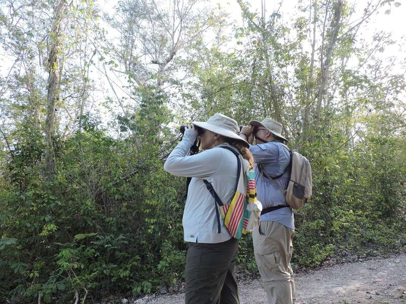 Playa del Carmen: Private Morning Birdwatching Tour - The Sum Up: An Excellent Choice for Birdwatching in Quintana Roo
