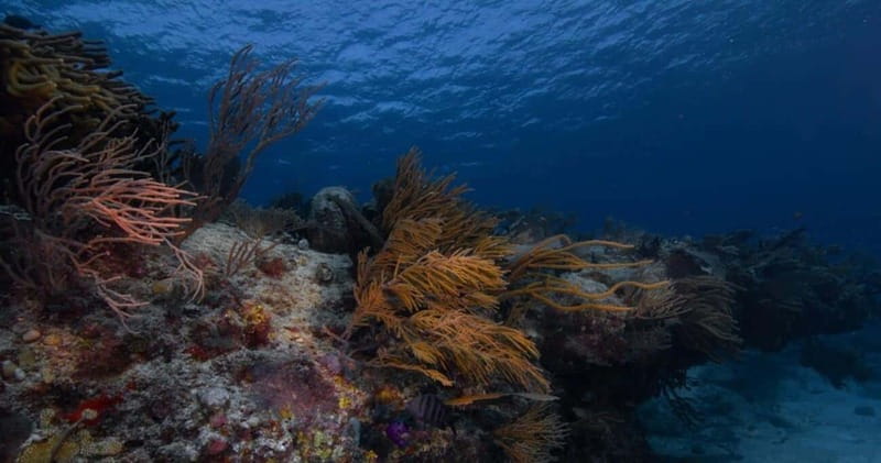 Playa del Carmen: Refresher Dive - On the Water: Two Ocean Dives on Playa del Carmens Local Reef