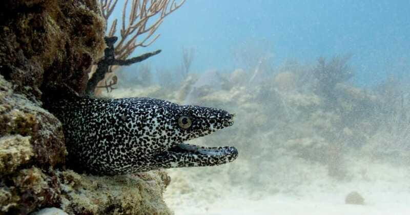 Playa del Carmen: Refresher Dive - Equipment and Additional Costs: What’s Included and What’s Not