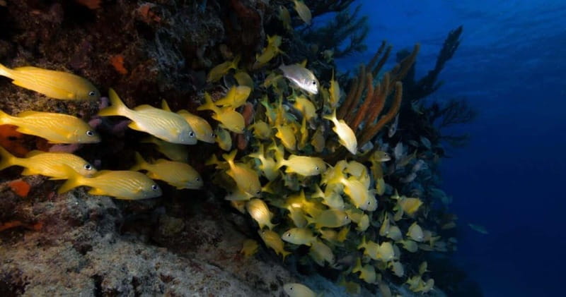 Playa del Carmen: Refresher Dive - Potential Limitations to Keep in Mind