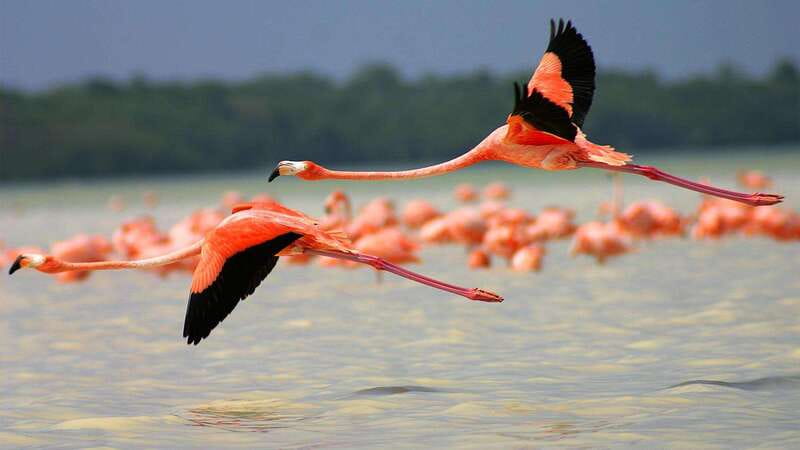 Playa del Carmen: Rio Lagartos and Las Coloradas Tour - The Mayan Mud Bath and Freshwater Swim