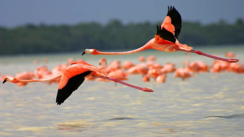 Playa del Carmen: Rio Lagartos and Las Coloradas Tour - Suitability and Considerations