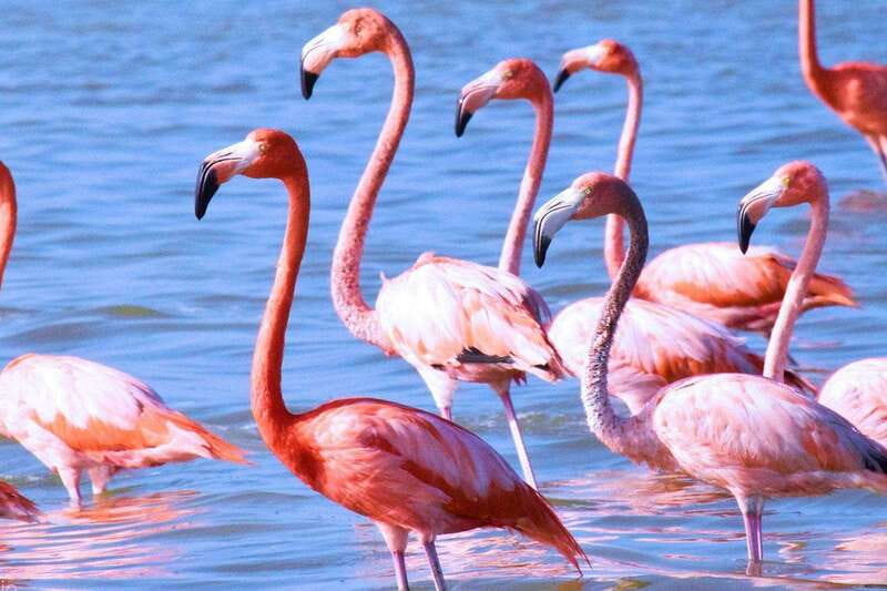 Playa del Carmen: Rio Lagartos and Las Coloradas Tour - The Sum Up: Authentic Yucatan Wilderness with Some Caveats