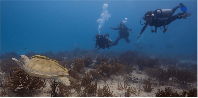 Playa del Carmen: Scuba Diver Certification Course - Practical Learning in Pool Sessions at Playa del Carmen