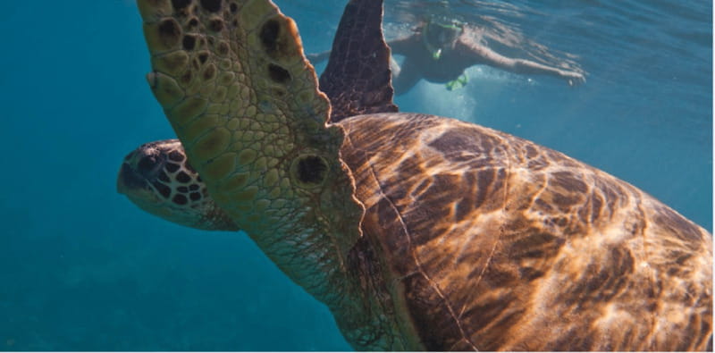 Playa del Carmen: Snorkel Tour at Local Reef - Starting Point at Calle 8 Norte & 25 Avenida Norte