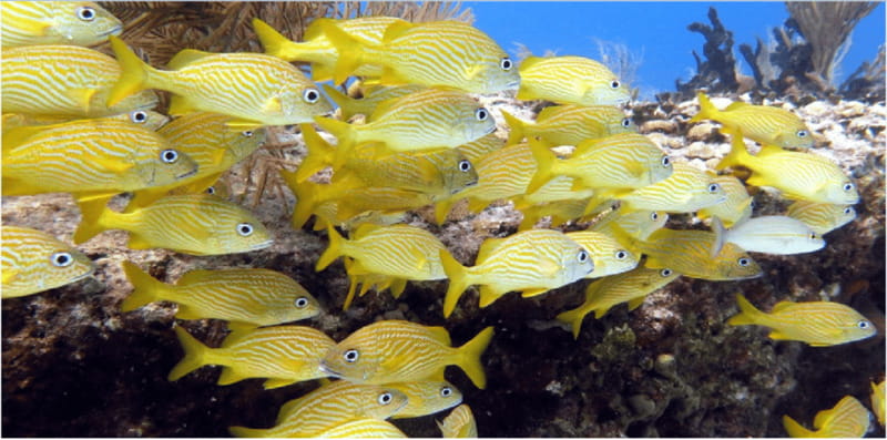 Playa del Carmen: Snorkel Tour at Local Reef - The Boat Ride and Reef Exploration
