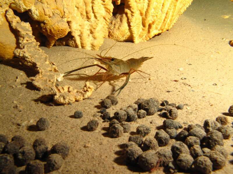 Playa del Carmen: Unforgettable Dive @ Cenote Chikin Ha - What’s Included in the Price of $249?