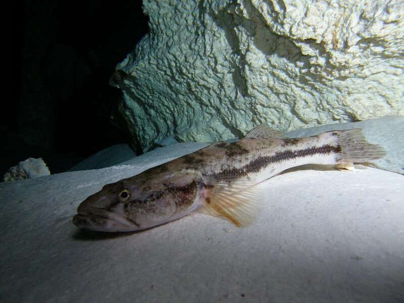 Playa del Carmen: Unforgettable Dive @ Cenote Chikin Ha - Unmatched Clarity and Rock Formations in Cenote Chikin Ha