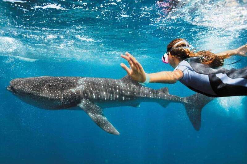Playa del Carmen:Whale shark Experience in the Caribbean Sea - Exciting Whale Shark Adventure Starting in Playa del Carmen