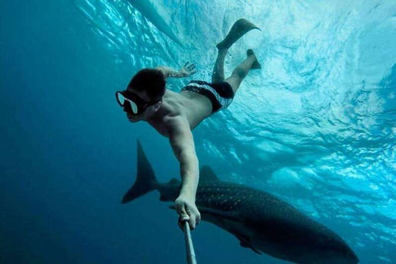Playa del Carmen:Whale shark Experience in the Caribbean Sea - Key Points