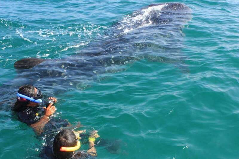 Playa del Carmen:Whale shark Experience in the Caribbean Sea - Snorkeling at Isla Mujeres: A Chance to Explore Marine Life