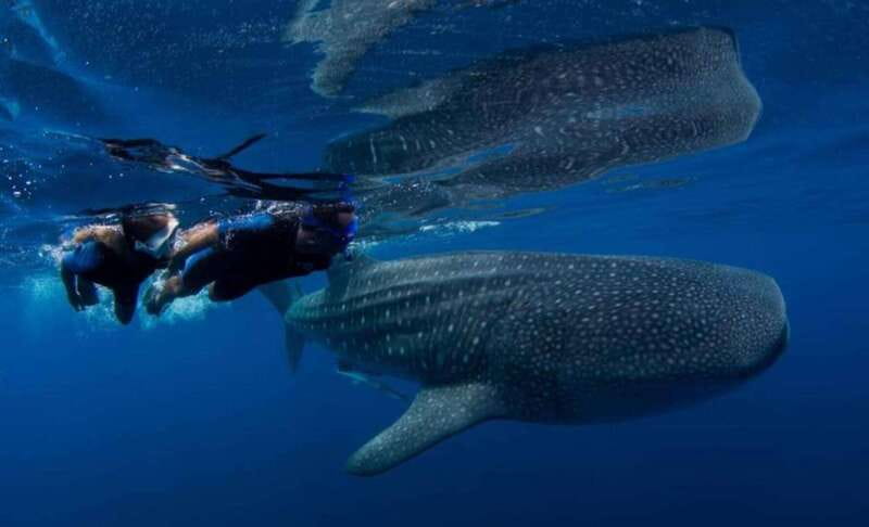 Playa del Carmen:Whale shark Experience in the Caribbean Sea - Photos and Memories: Capturing the Moment with Included Photos