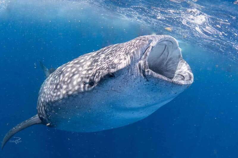 Playa del Carmen:Whale shark Experience in the Caribbean Sea - Important Considerations and Restrictions for the Tour