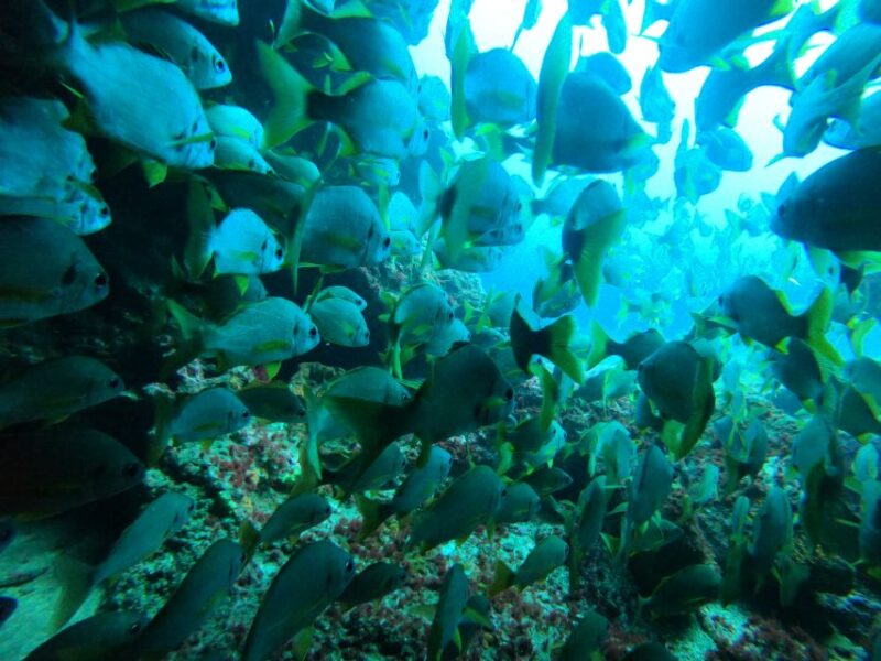 Playa Del Ingles: Discover Scuba Diving - Free Transfers - Equipment and Photos: No Hidden Fees, Optional Purchase