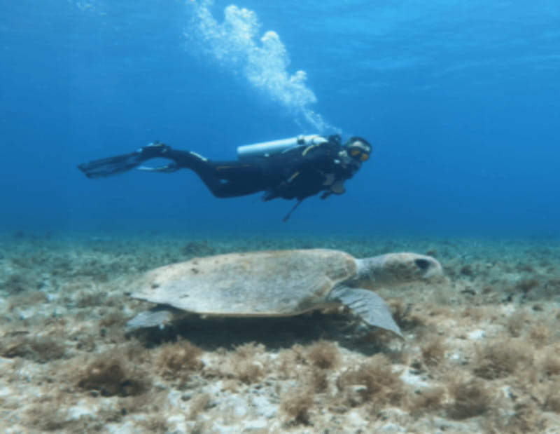 Playa: Dive in Cozumel - Small Group Size and Professional Guidance