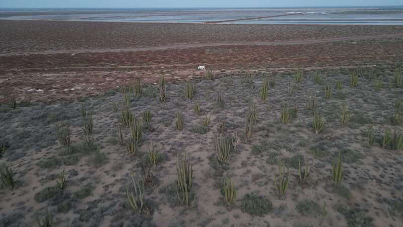 Playa el Cardonal: tour and sandboarding activity in the dunes of Sahuimaro - Visiting the Cardon Cacti and Sahuimaro Flora