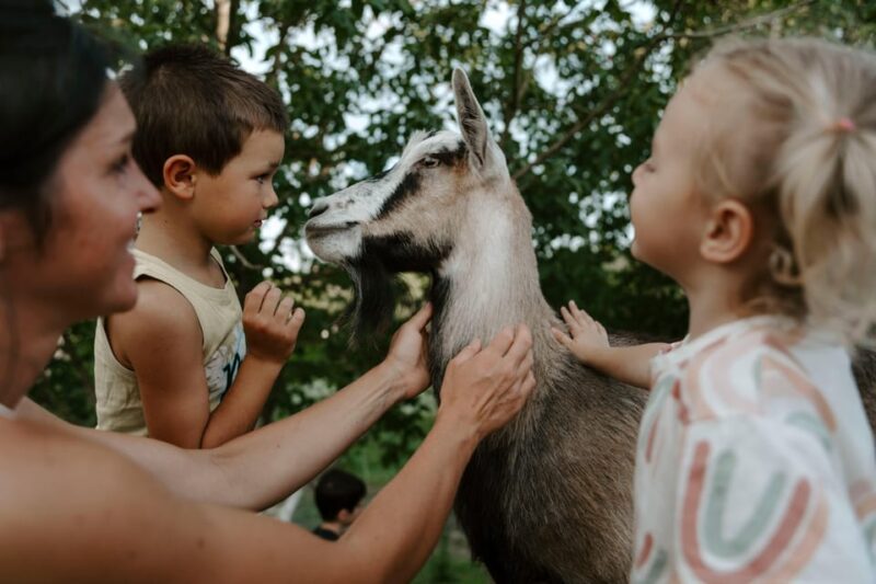 Playful Activities with Animals - Meet and Greet with Baby Goats, Ponies, and Donkeys