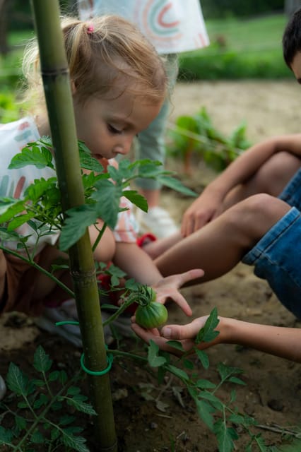 Playful Activities with Animals - Hands-On Activities: Feeding, Grooming, and Caring