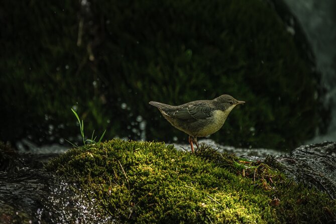 Plitvice Lakes guided tour - Flexible Route and Guided Insights on Geology and Wildlife