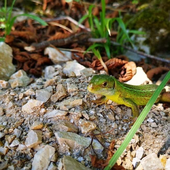 Plitvice Lakes National Park: Walking, Boat, and Train Tour - Discovering Plitvice Lakes National Park: Walking, Boat, and Train Tour