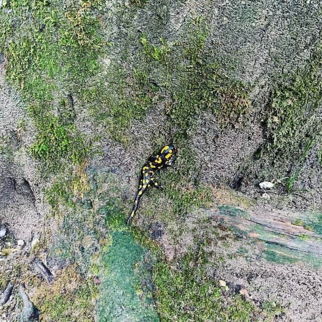 Plitvice Lakes National Park: Walking, Boat, and Train Tour - Break at the Boat Station and Refreshments