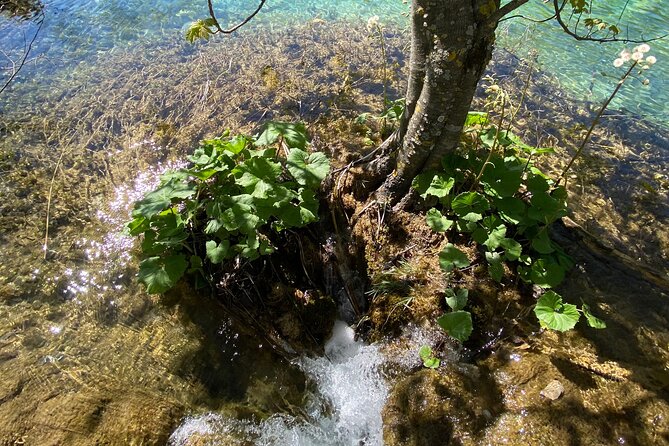 Plitvice private tour driver + guide up to 8 ppl from Zadar - Experience the Park’s Educational and Scenic Features