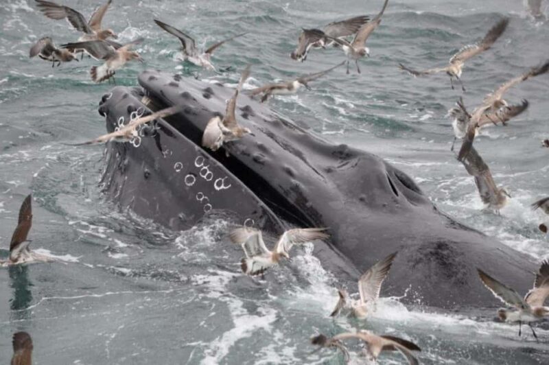 Plymouth: Whale Watching Cruise - Key Points