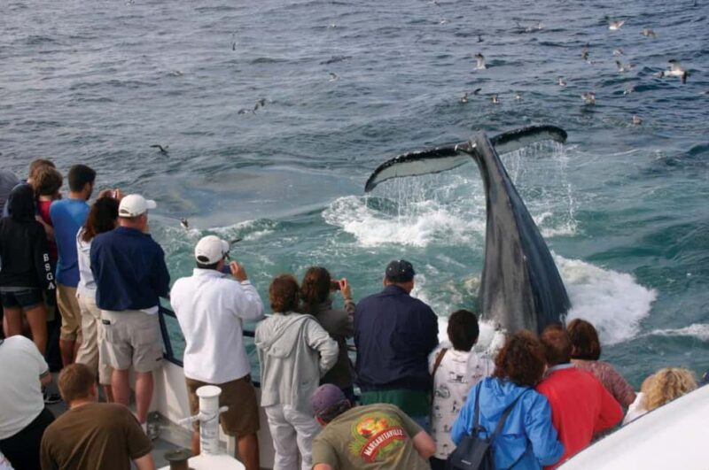 Plymouth: Whale Watching Cruise - The Naturalist Guides Role and Expertise