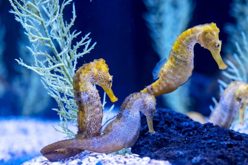 Poema del Mar Skip-the-Line Ticket - Deep Sea Exhibit: Exploring the Ocean’s Depths