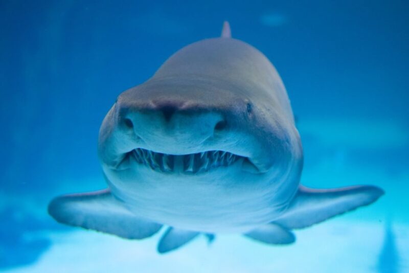 Poema del Mar Skip-the-Line Ticket - Why Poema del Mar Stands Out in Gran Canaria