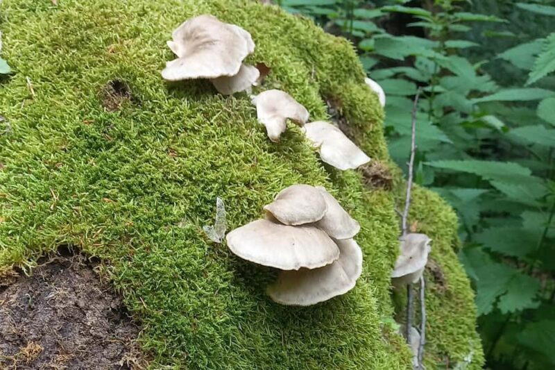 Poiana Braov: Wild Mushrooms & Secrets of the Forest - Key Points