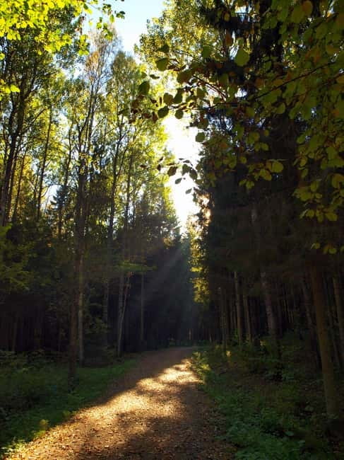 Pokaini stone agglomerates, Dobele castle, children park - Discovering the Pokaini Forest and Its Legendary Stones