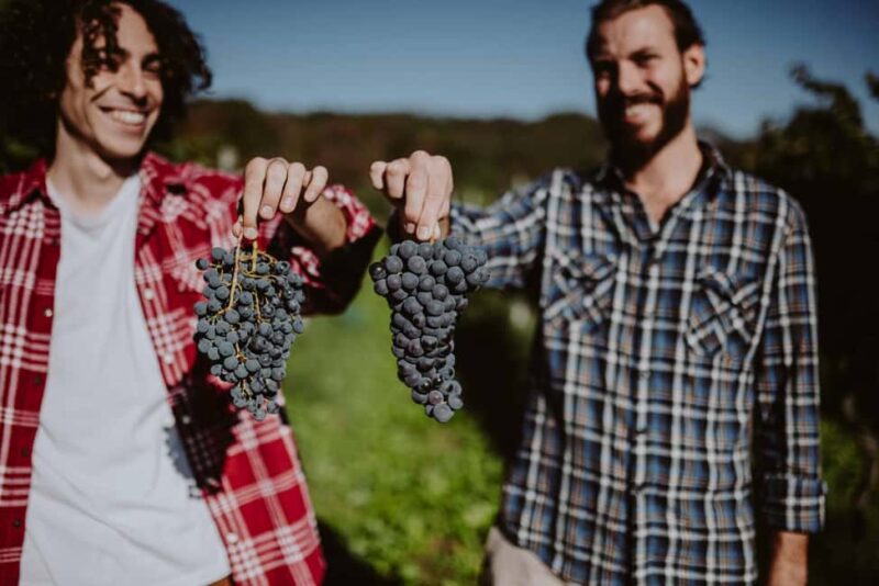 Polpenazze: Winery Tour with 4 Valtenesi Rosè Wines and Food - Accessing the Vineyard and Cellar Tour