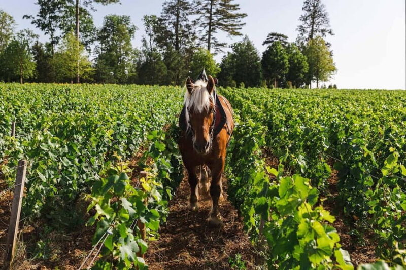 Pommard: Private Experience - The Impact of Soil on Pinot Noir Expression