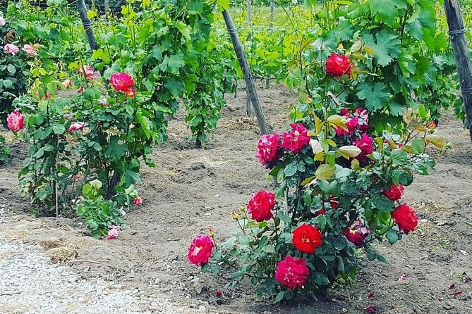 Pompei Archeological site and Wine tasting Experience - Customer Satisfaction and Review Highlights