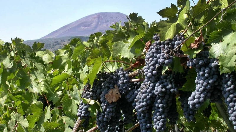 Pompeii: Archeological Tour & Wine Tasting at Mt. Vesuvius - Mount Vesuvius View and Vineyard Visit