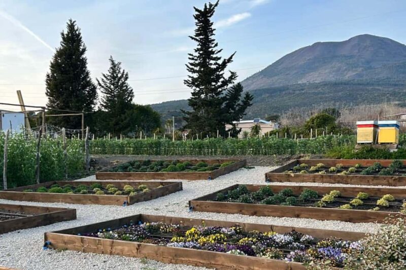 Pompeii: Dinner in a Farm To Table property on Mt. Vesuvius - Exploring Mount Vesuvius and Its Local Products